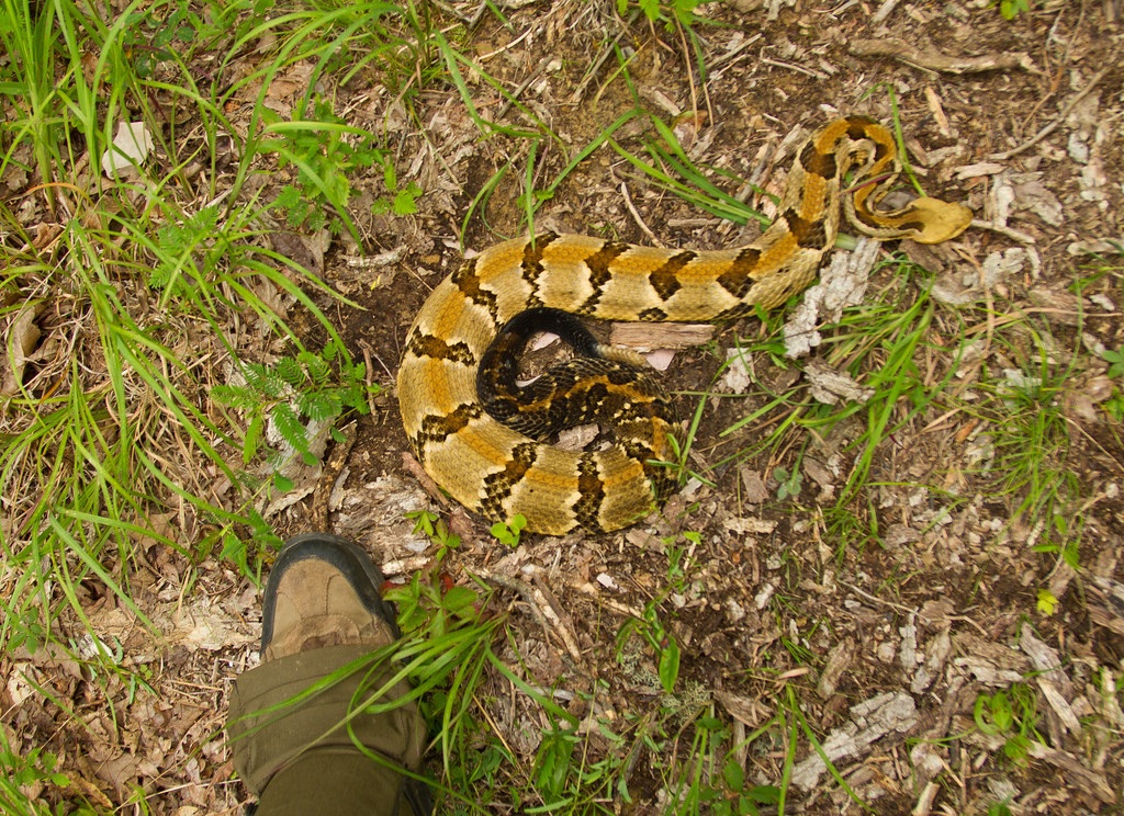 Timber Rattlesnake 5.jpg [501 Kb]